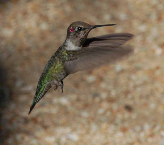 anna's hummingbird